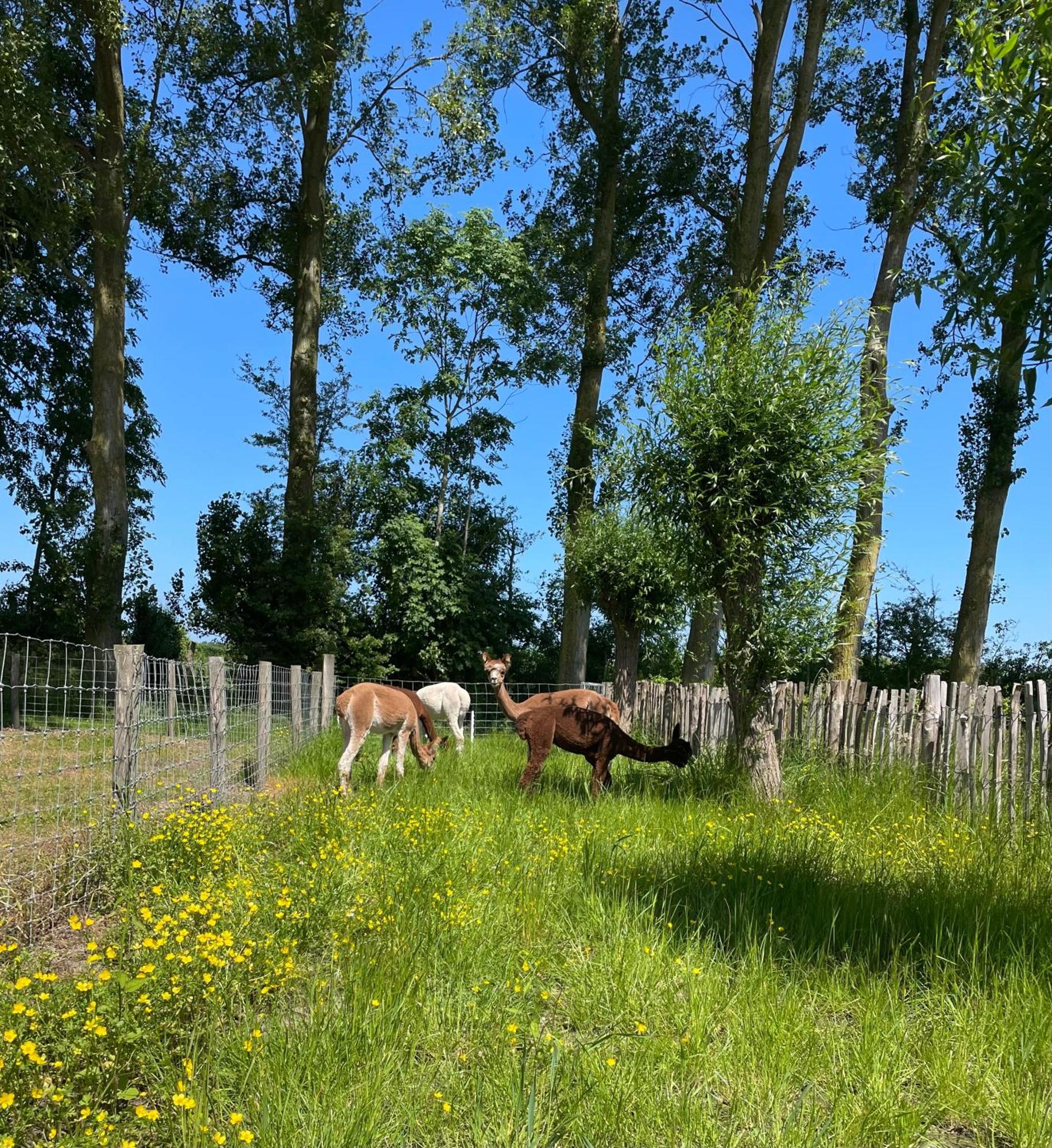 Nieuw Landelijk Vakantiehuis Aan Zee Оосткапелл Экстерьер фото